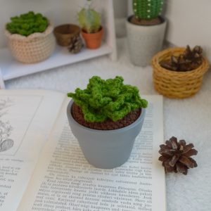 Sukulent keraamilises hallis potis 8cm