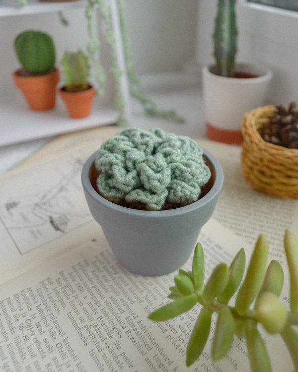 Roheline taim koos potiga, sukulent 6cm