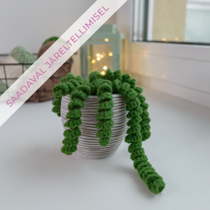 Roheline potitaim urusaba / Burro's tail