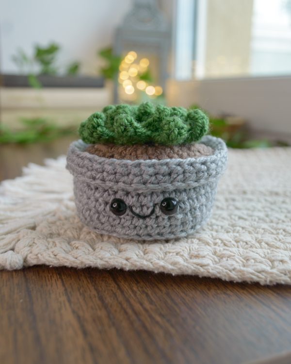 Pisike taim hallis potis, sukulent 6cm