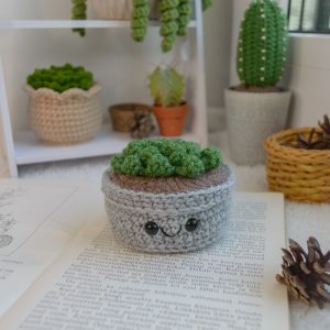 Sukulent hallis potis, silmadega 6cm