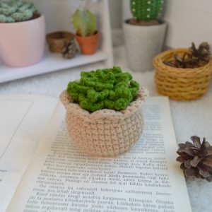 Sukulent heegeldatud helepruunis potis 7cm