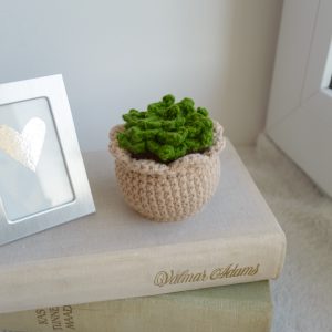 Sukulent heegeldatud helepruunis potis 7cm