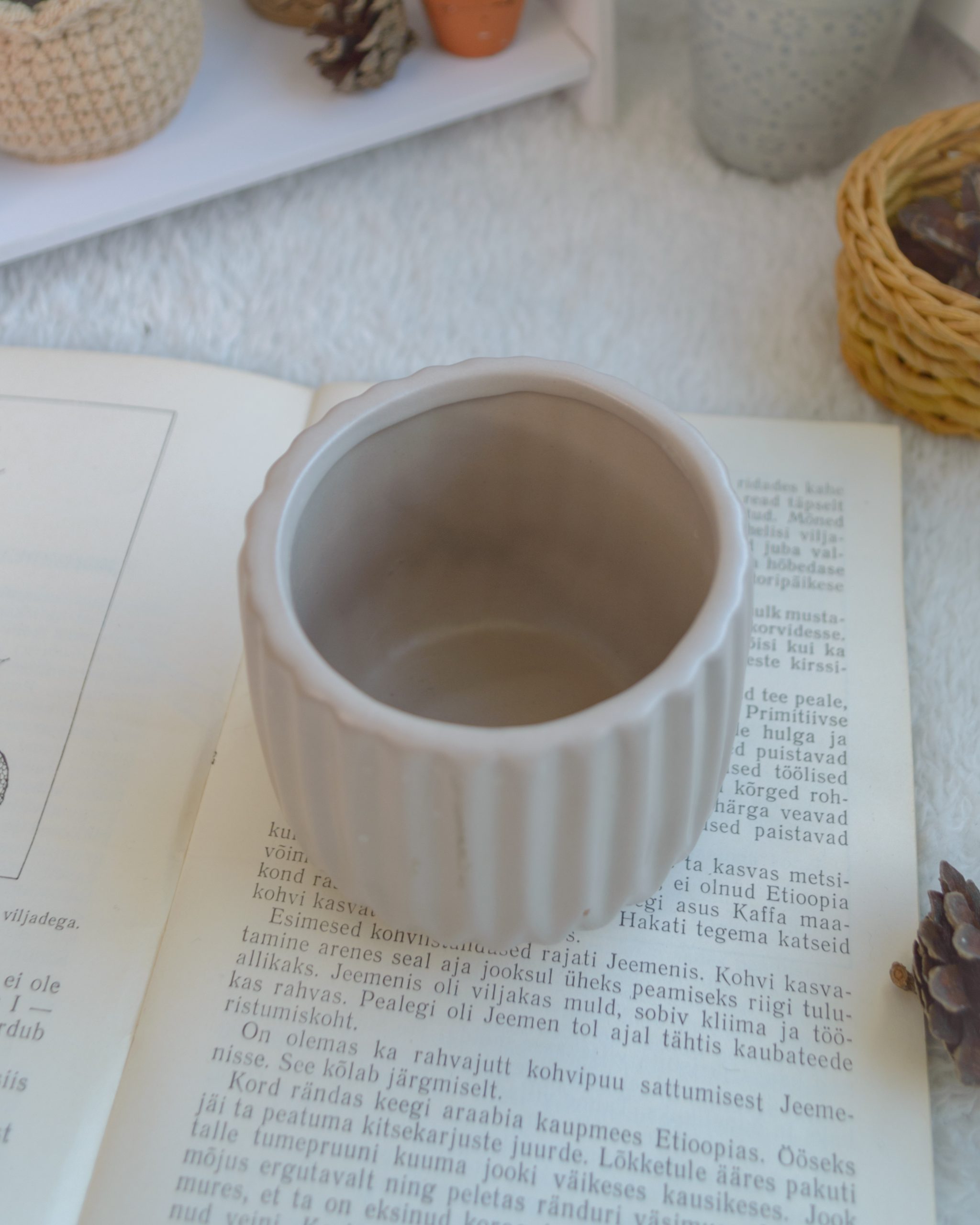 Sukulent potis, urusaba 8cm - Image 4