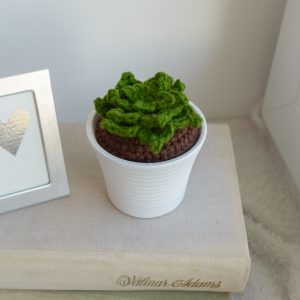 Sukulent keraamilises valges potis